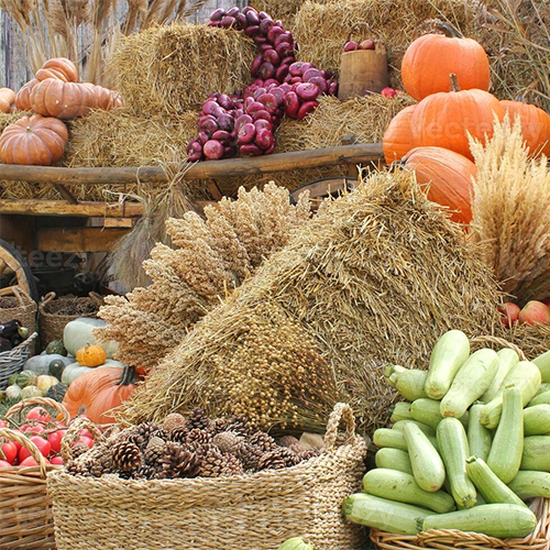 Agriculture Products in Nagpur