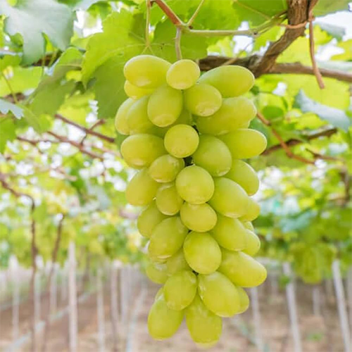 Green Grapes in Nagpur